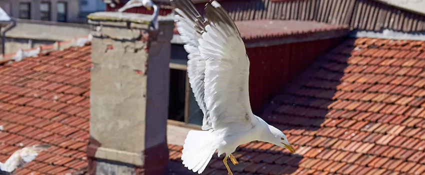 Residential Chimney Animal Removal Solution in Allendale, MI